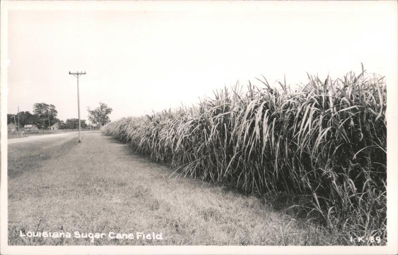 Louisiana Sugar Cane Field