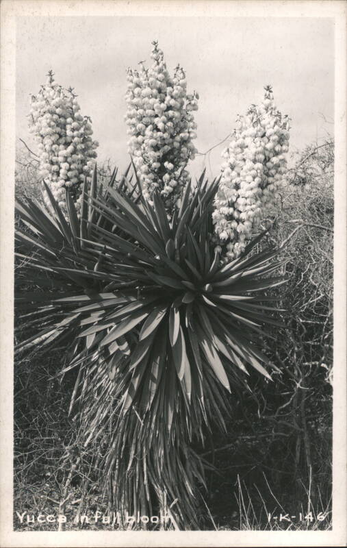 Yucca in Full Bloom Cactus & Desert Plants