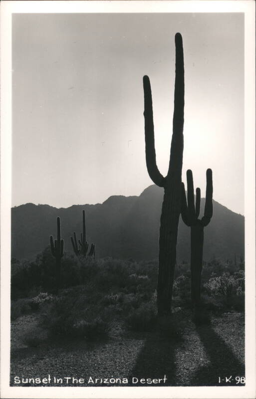 Arizona Desert Sunset with Saguaro Cacti