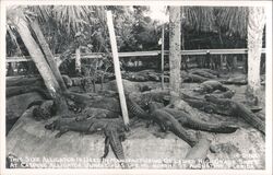 Alligators at Casper's Alligator Jungle, St. Augustine, FL Postcard
