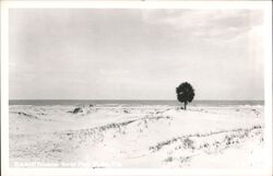 Beach Scene Near Port St. Joe, Florida Postcard