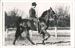 Tennessee Walking Horse from Rogersville Postcard
