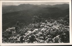 Mountain Laurel on Wayah Bald, near Franklin, NC Postcard