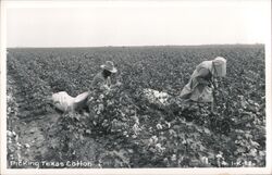 Picking Texas Cotton, Two People with Large Sacks Postcard