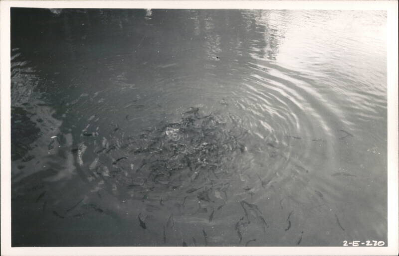 Fish Swimming in Pond, Real Photo Postcard Homosassa Florida