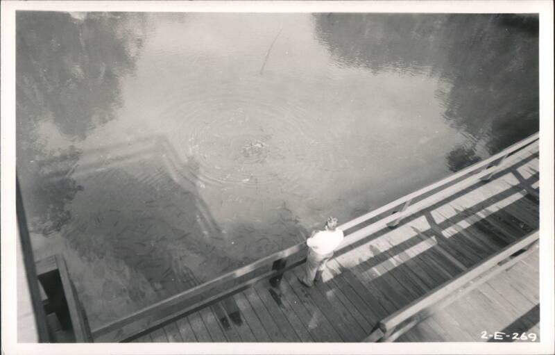 Vintage Person Feeding Fish From Wooden Bridge Homosassa Florida