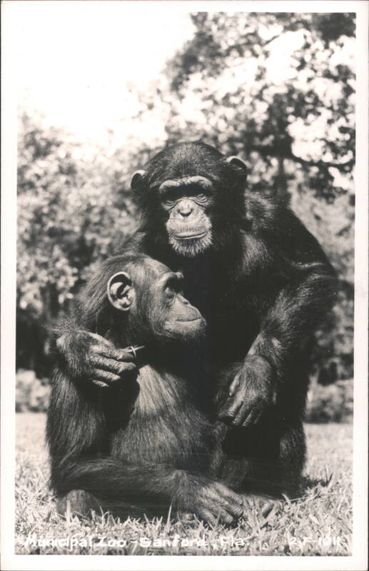 Two Chimpanzees Hugging at the Zoo Sanford Florida