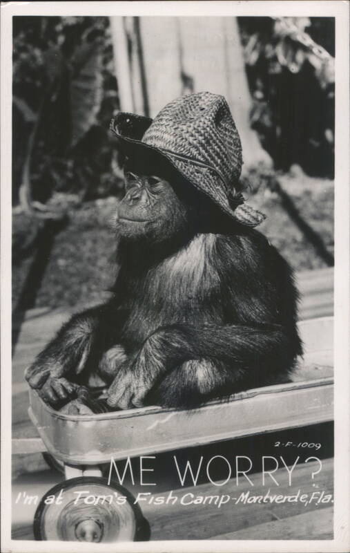 Chimpanzee in Wagon Wearing a Straw Hat Montverde Florida