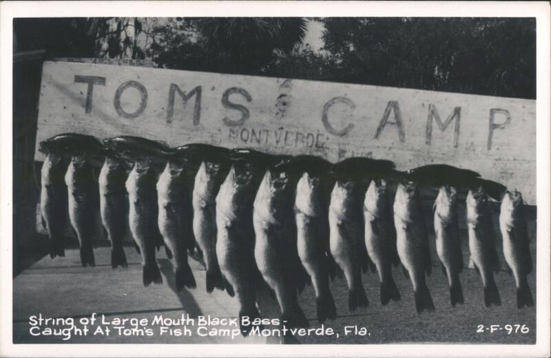 String of Large Mouth Black Bass at Tom's Fish Camp Montverde Florida