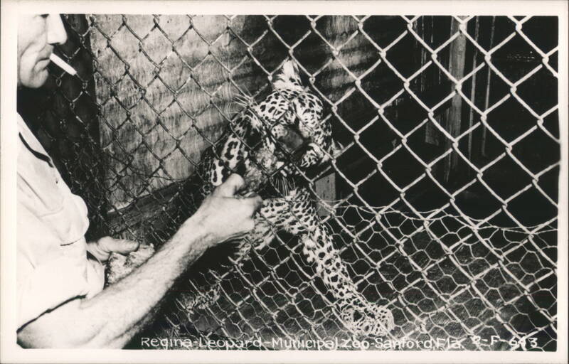 Man with Cigarette Feeding Leopard Through Fence at Zoo Sanford Florida