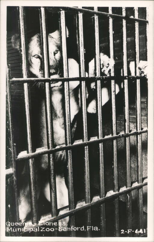 Queenie the Lioness, Sanford Municipal Zoo Florida