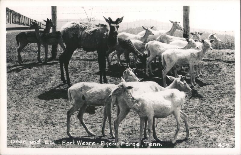 Deer and Elk at Fort Weare, Pigeon Forge, TN Tennessee