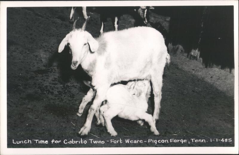 Cabrito Twins Nursing, Fort Wear, Pigeon Forge, TN Tennessee