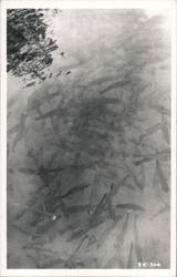 Fish Hatchery or Fish Farm - Vintage Photo Postcard