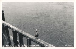 Pelican on pier, New Smyrna Beach, Florida Postcard