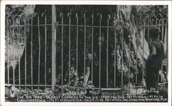 The Big Tree, Oldest Cypress, US 17-92, Sanford, Florida Postcard