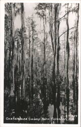 Okefenokee Swamp Park Cypress Trees with Spanish Moss Postcard