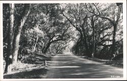 Oak Tree Lined Road Postcard