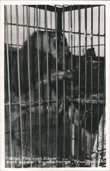 Congo, The Lion Slayer, Baboon in Cage Postcard
