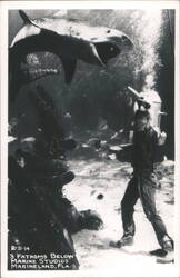 Diver & Shark 3 Fathoms Below Marine Studios Marineland Florida Postcard