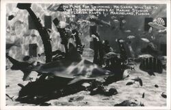 Shark and Fish at Marine Studios, Marineland, Florida Postcard
