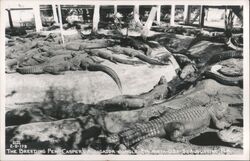 Alligators Breeding Pen, Casper's Alligator Jungle Postcard