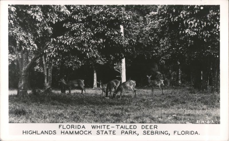White-tailed Deer at Highlands Hammock State Park Sebring Florida