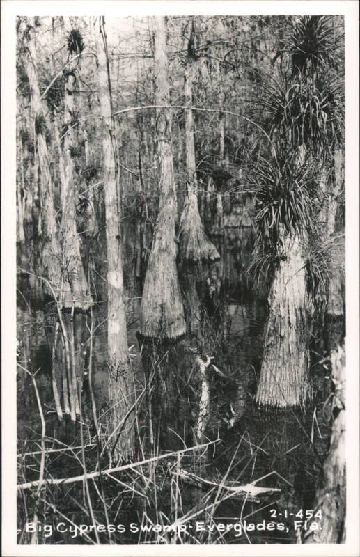 Big Cypress Swamp, Everglades, Florida