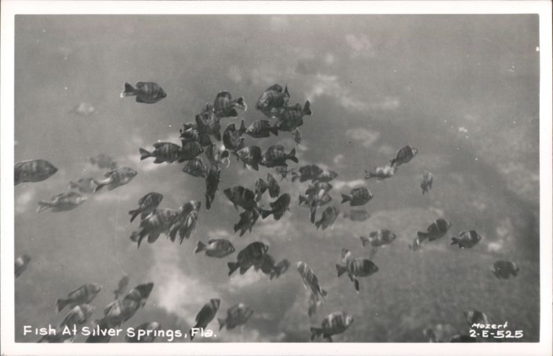 School of Fish at Silver Springs, Florida
