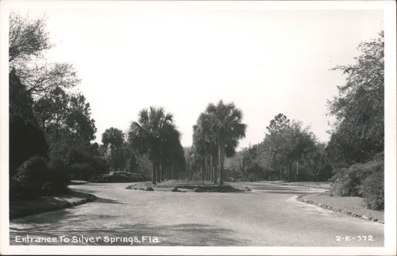 Entrance to Silver Springs, Florida with Palm Trees and Parked Cars