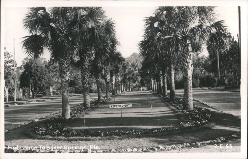 Palm Tree Lined Entrance to Silver Springs, Florida