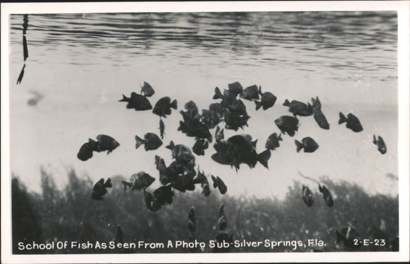 School of Fish Underwater View, Silver Springs, FL Florida