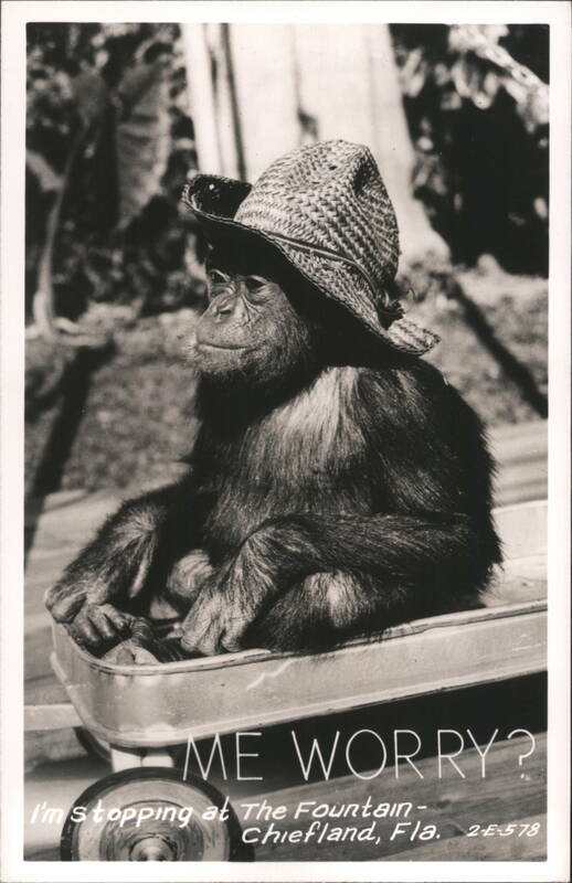 Chimp in Wagon, Straw Hat, Me Worry? Chiefland FL Florida