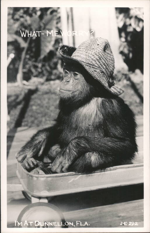 Chimpanzee in Wagon Wearing a Straw Hat Dunnellon Florida