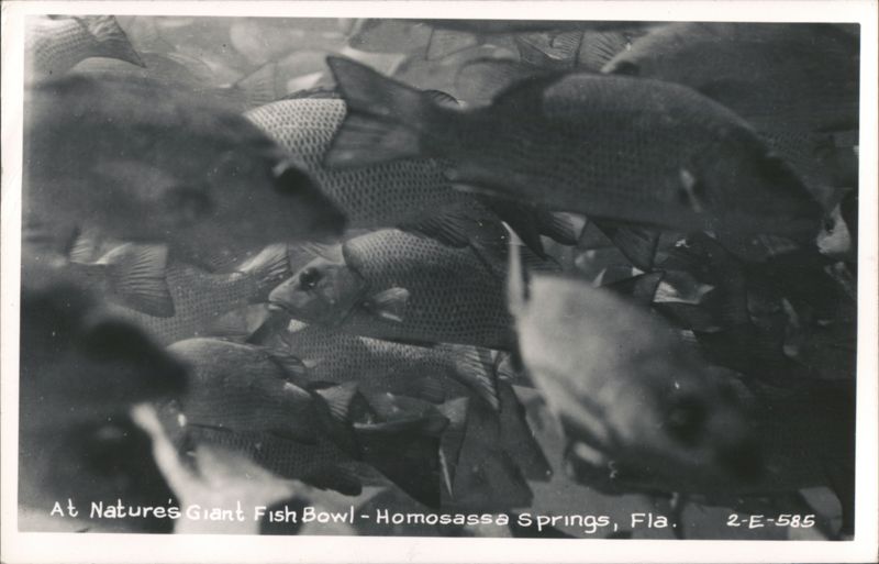 School of Fish at Nature's Giant Fish Bowl, Homosassa Springs Florida