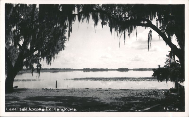 Lake Tsala Apopka Through Spanish Moss Hernando Florida