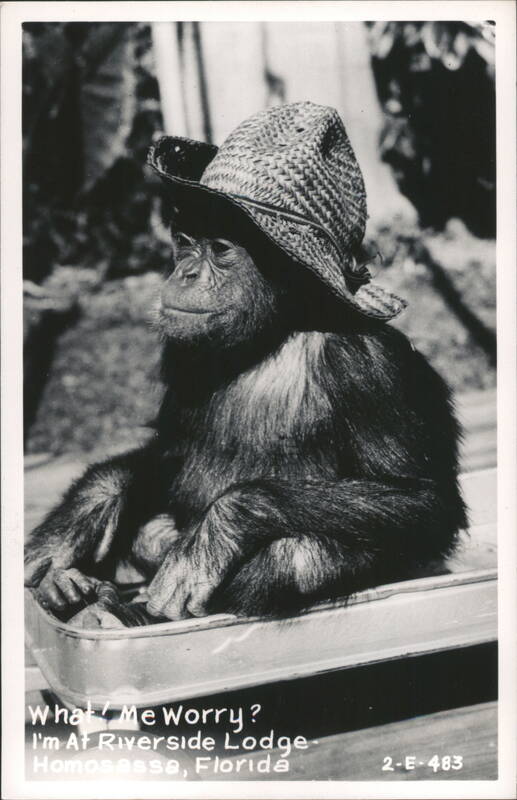 Chimpanzee Wearing a Straw Hat at Riverside Lodge, Florida Homosassa