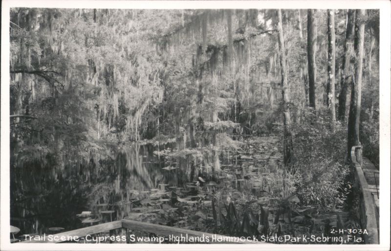 Cypress Swamp Trail Scene, Highlands Hammock State Park Sebring Florida