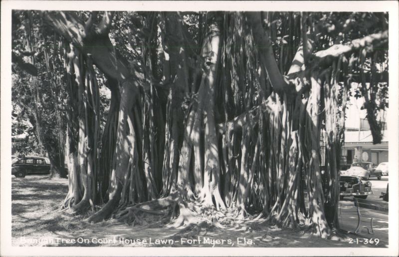 Banyan Tree on Courthouse Lawn, Fort Myers, Florida