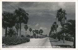 Palm Lined Causeway to Clearwater Beach Postcard