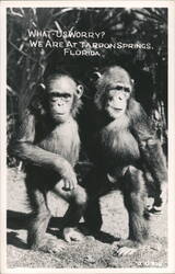 Two Chimpanzees at Tarpon Springs, Florida Postcard