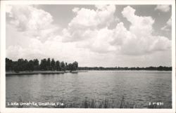 Lake Umatilla Waterfront View, Florida Postcard