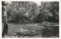 The Rapids at Hillsborough River State Park Postcard