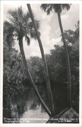 Tropical River Scene, Hillsborough River State Park Postcard