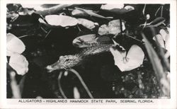 Alligators in Highlands Hammock State Park, Sebring, Florida Postcard