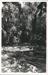 Hillsborough River State Park Postcard