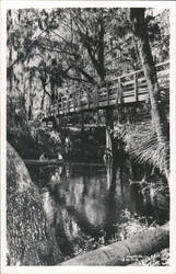 Footbridge - Hillsborough River State Park Postcard
