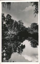 Hillsborough River State Park Postcard