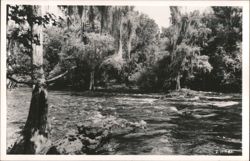 Hillsborough River State Park Postcard