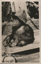 Chimp in Wagon, Avon Park, Florida Postcard